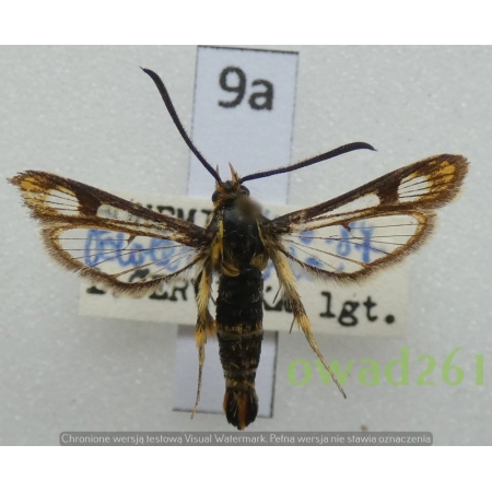 Chamaesphecia empiformis (Esper, 1783) Czech9a